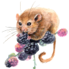 Hazel dormouse
