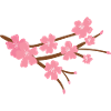 Japanese Cherry Blossom