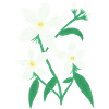 Jasmine