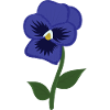Garden pansies