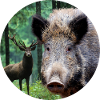 Chasse Chasseur Sanglier DEer Chasse
