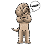Sturer Labradoodle Hund