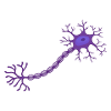 Neuron Neurobiology Neuroscience Biology