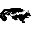 Skunk