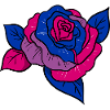 Bisexual Pride Rose