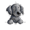 Happy Flat Coated Retriever I Dog