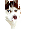 Husky Kupfer rot Kopf im Text