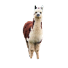Alpaca Peru