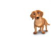 Dackel Glücklich - Dackel
