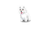 Westie Glücklich - Westie