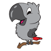 African Grey Parrot On Branch
