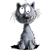 Funny Black Cat