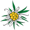 Fleur d’Edelweiss