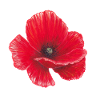 Poppy Watercolour Illustration Art