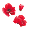 Poppy Watercolour Illustration Art