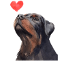 Rottweiler Friends Dog Lovers