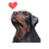 Rottweiler Meilleur Buddy Dog Coeur