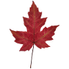 Herbstblatt