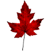 Autumn Leaf