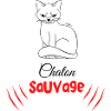 Chaton sauvage