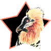 Bearded vulture