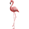 Graceful pink flamingo