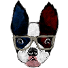 Boston terrier