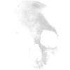 Vieux crâne blanc