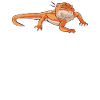Bearded Dragon