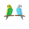 Wellensittich-Flüsterer Vogel Haustier