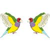Finken-Flüsterer - Prachtfink Vogel