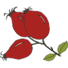 rose hip