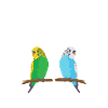 Weltbester Wellensittich-Papa