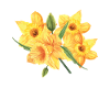 Daffodil Gardener Daffodils Flower Addict