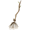 Witch's broom