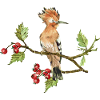 Bunter Vogel