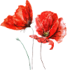 Poppies Poppy Flowers Flower red