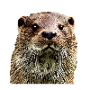 Loutre