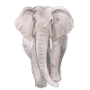 Grand éléphant