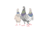 Taube Tauben Vogel