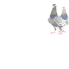 Taube Tauben Vogel