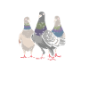 Taube Tauben Vogel