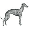 Black White Greyhound