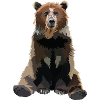Brown bear