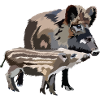 Wild boar
