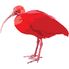 Ibis