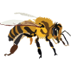 Honeybee