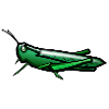 Sauterelle