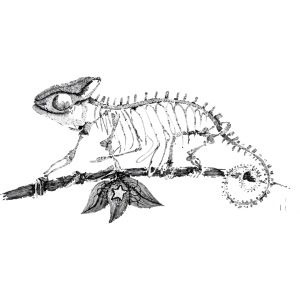Chameleton