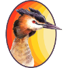 Great crested grebe